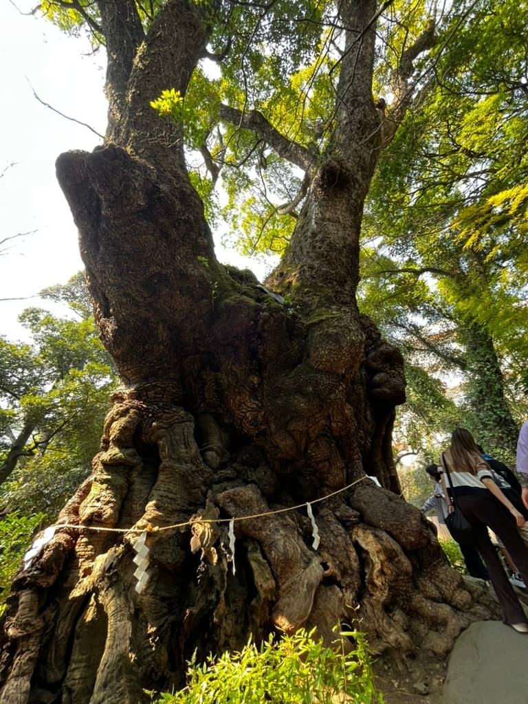 来宮神社 - 大楠