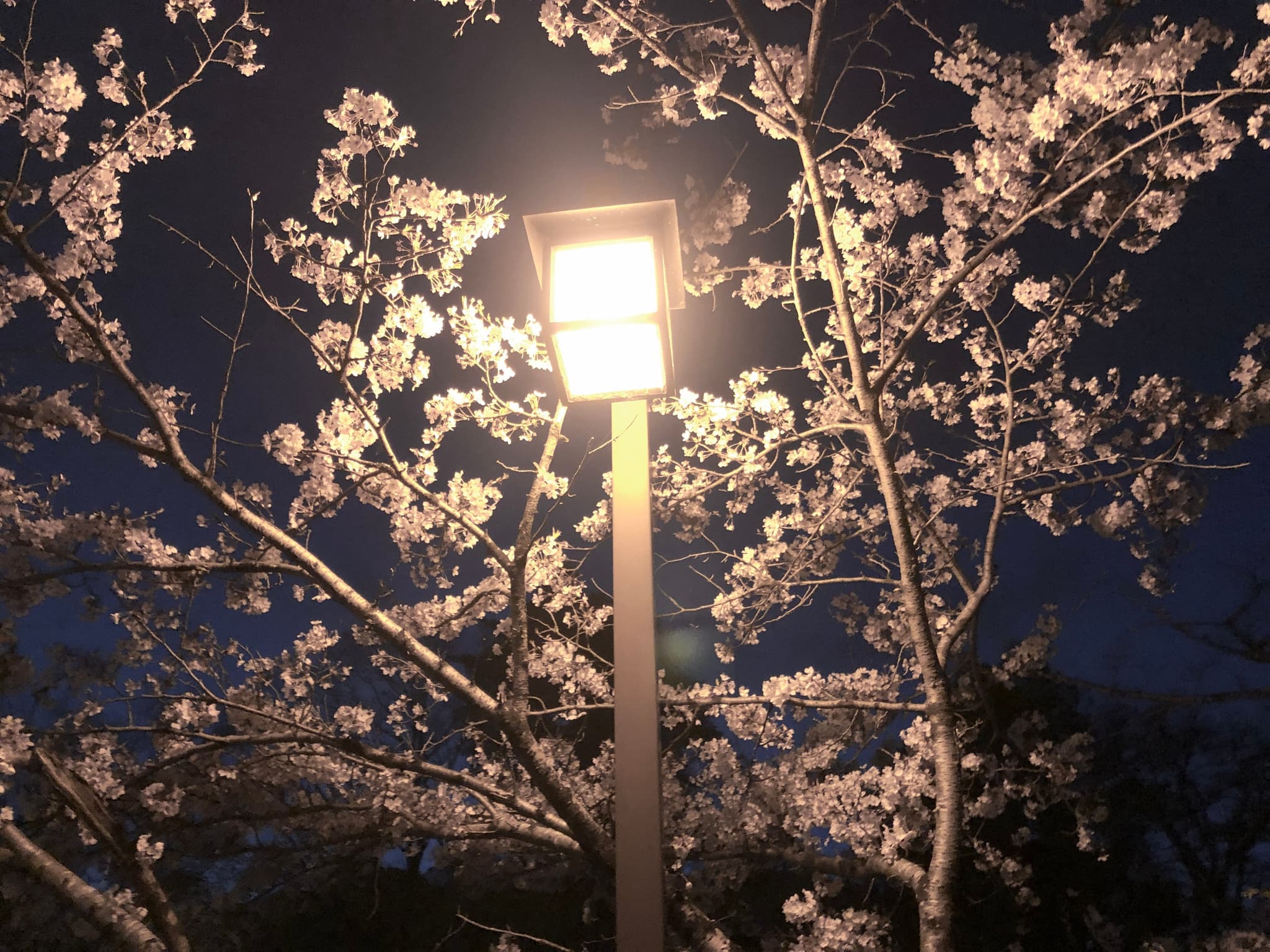 夜桜